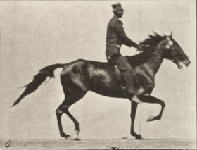 Plate 592 'Pronto' pacing, saddled — figure reference